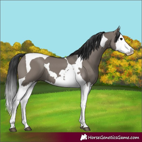 Horse Color:Grullo Splash Tobiano 
