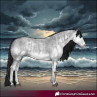 Horse Color:Blue Roan Splash  and Blue Roan Splash 