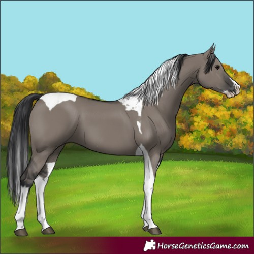 Horse Color:Grullo Splash Tobiano