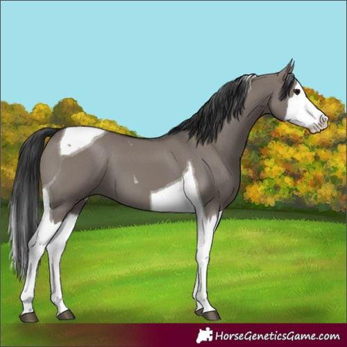 Horse Color:Grullo Splash Tobiano