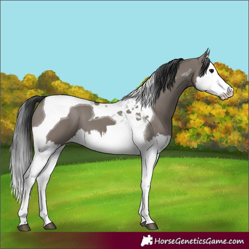 Horse Color:Grullo Splash Tobiano 