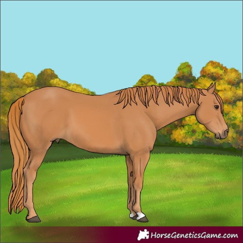 Horse Color:Chestnut 