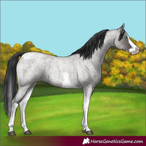 Horse Color:Grullo Roan Splash Tobiano 