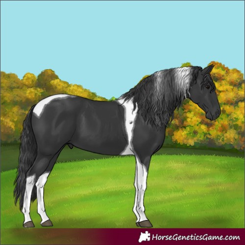 Horse Color:Black Tobiano