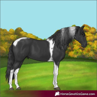 Horse Color:Black Tobiano 