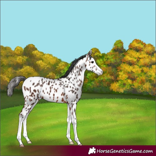 Horse Color:Brown Splash Leopard