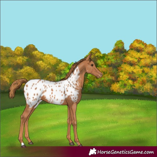 Horse Color:Chestnut Blanket
