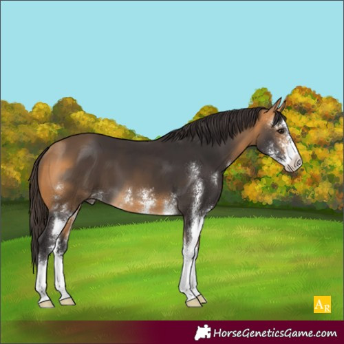 Horse Color:Buckskin Sabino 