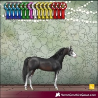 Horse Color:Brown Sabino 