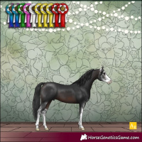 Horse Color:Brown Sabino 