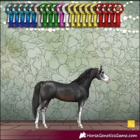 Horse Color:Brown Sabino 