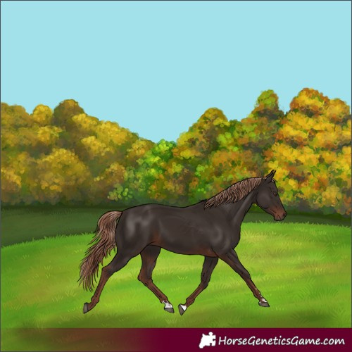 Horse Color:Liver Chestnut 
