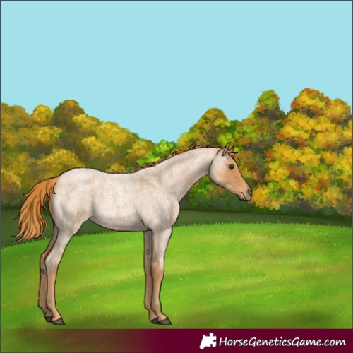 Horse Color:Red Roan Rabicano 