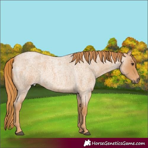 Horse Color:Red Roan Rabicano