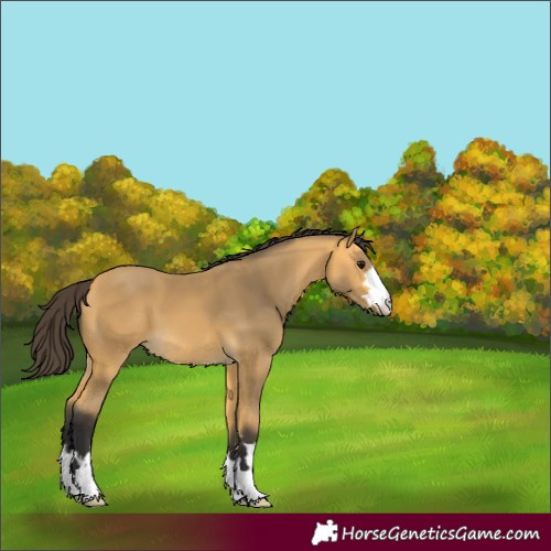 Horse Color:Buckskin 