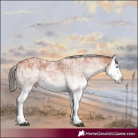 Horse Color:White Spotted Bay Splash  and White Spotted Bay Splash 