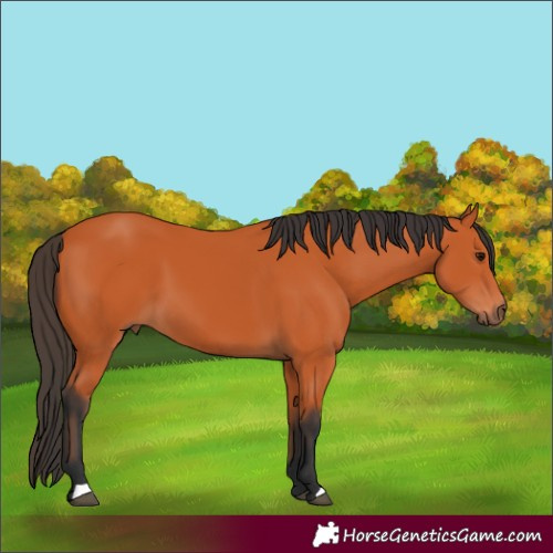 Horse Color:Bay 