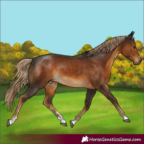 Horse Color:Gray Chocolate Palomino