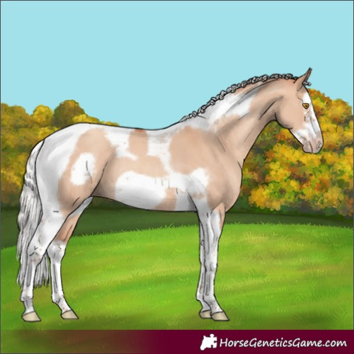 Horse Color:Silver Classic Champagne Dun Splash Tobiano Frame Rabicano 
