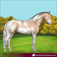 Horse Color:Silver Classic Champagne Dun Splash Tobiano Frame Rabicano