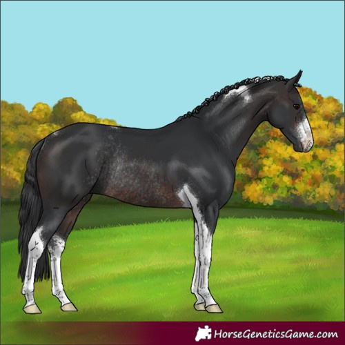 Horse Color:White Spotted Brown Tobiano Rabicano