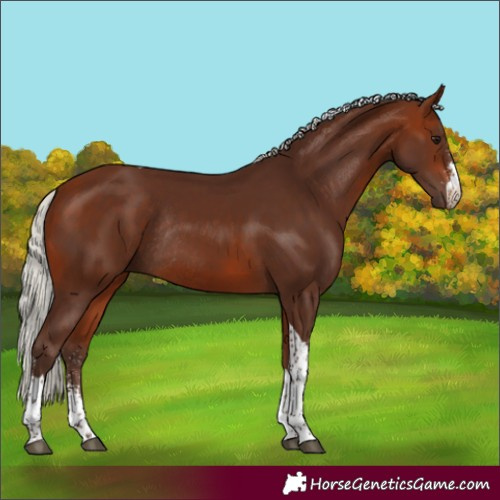 Horse Color:Silver Bay Sabino Tobiano Rabicano 