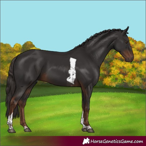 Horse Color:Liver Chestnut Tobiano Rabicano