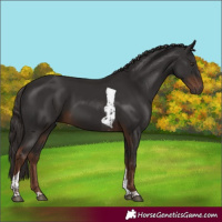 Horse Color:Liver Chestnut Tobiano Rabicano