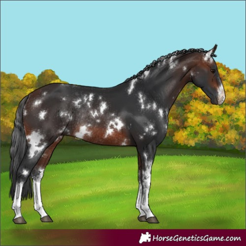 Horse Color:White Spotted Brown Rabicano 