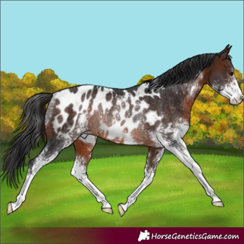 Horse Color:Brown Sabino Appaloosa Rabicano 