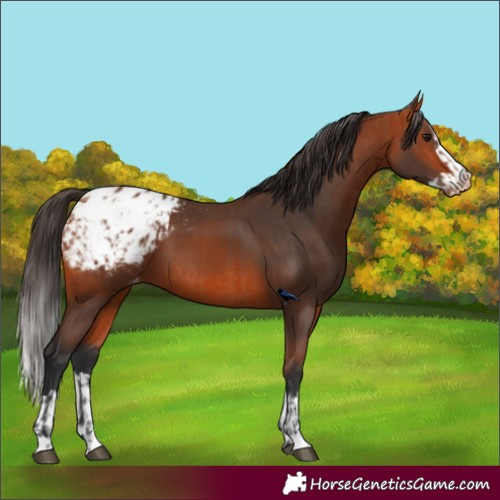 Horse Color:Unknown 