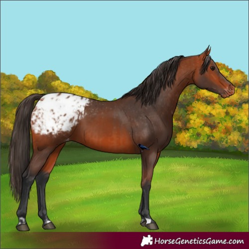 Horse Color:Bay Appaloosa and Bay Appaloosa