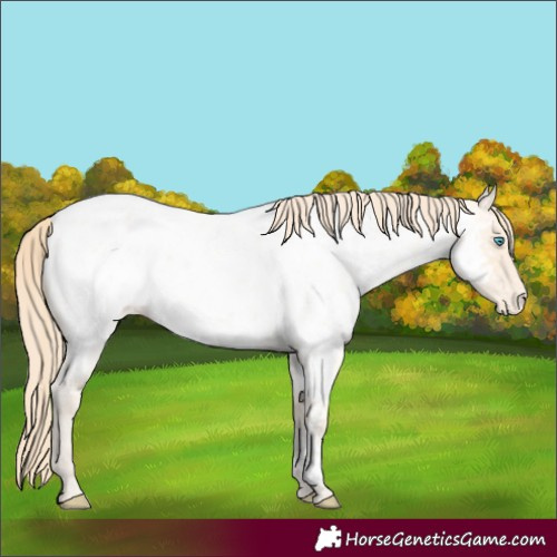 Horse Color:Perlino Roan Appaloosa 