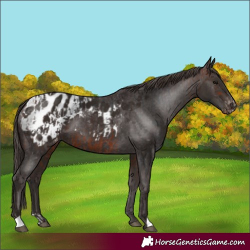 Horse Color:Bay Appaloosa  and Liver Chestnut Appaloosa 