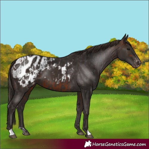 Horse Color:Bay Blanket  and Liver Chestnut Blanket 