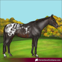 Horse Color:Bay Blanket and Liver Chestnut Blanket