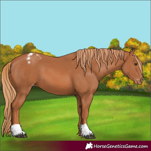Horse Color:Chestnut Appaloosa 