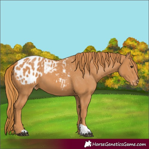 Horse Color:Chestnut Appaloosa 