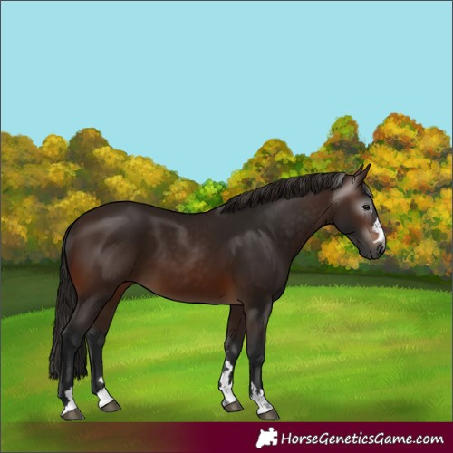 Horse Color:Gray Bay 