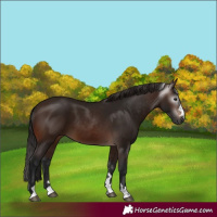 Horse Color:Gray Bay 