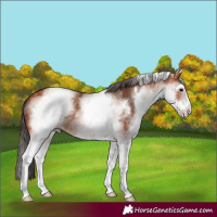 Horse Color:White Spotted Bay 