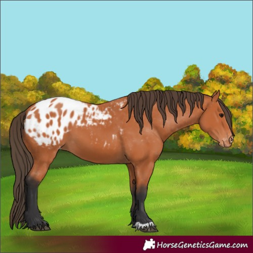 Horse Color:Bay Appaloosa 