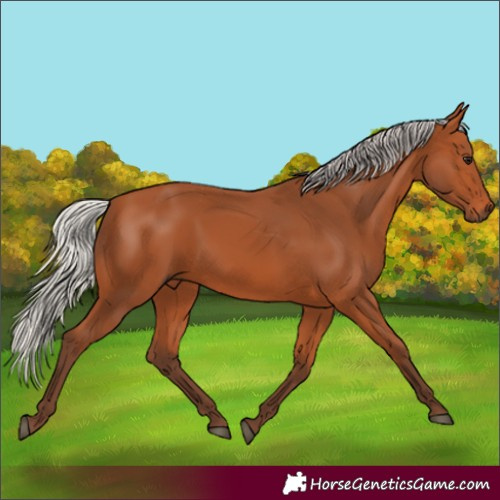 Horse Color:Silver Bay 