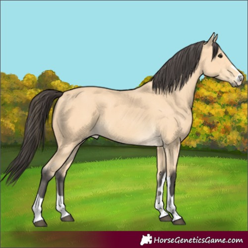 Horse Color:Buckskin 