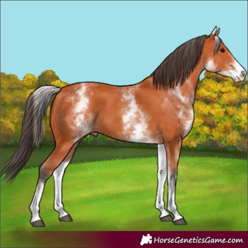 Horse Color:White Spotted Bay