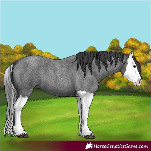 Horse Color:Blue Roan Splash 