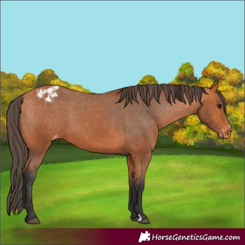 Horse Color:Bay Appaloosa 
