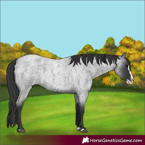 Horse Color:Blue Roan Splash 