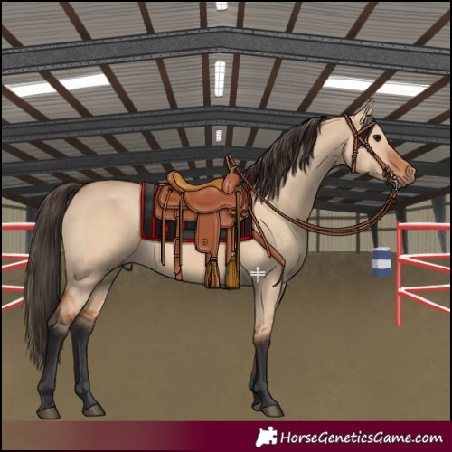 Horse Color:Bay Dun