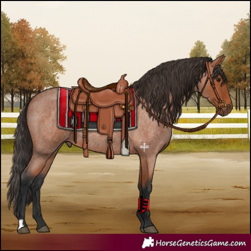 Horse Color:Bay Roan 